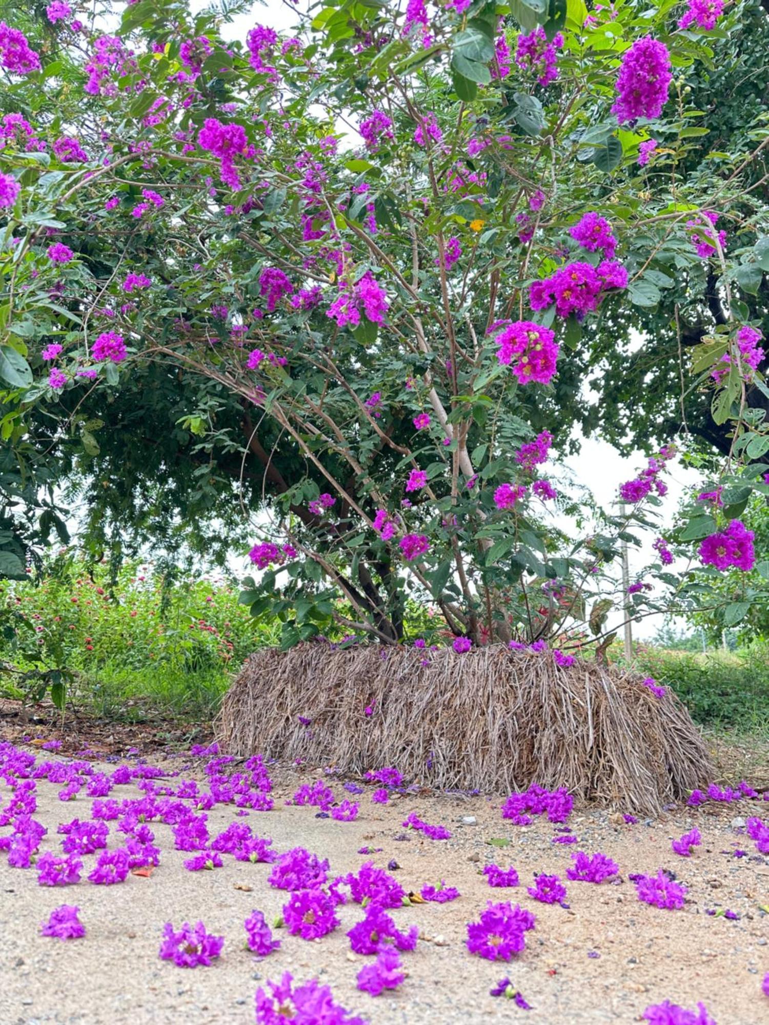 Ban Suweena Uthai Thani Luaran gambar